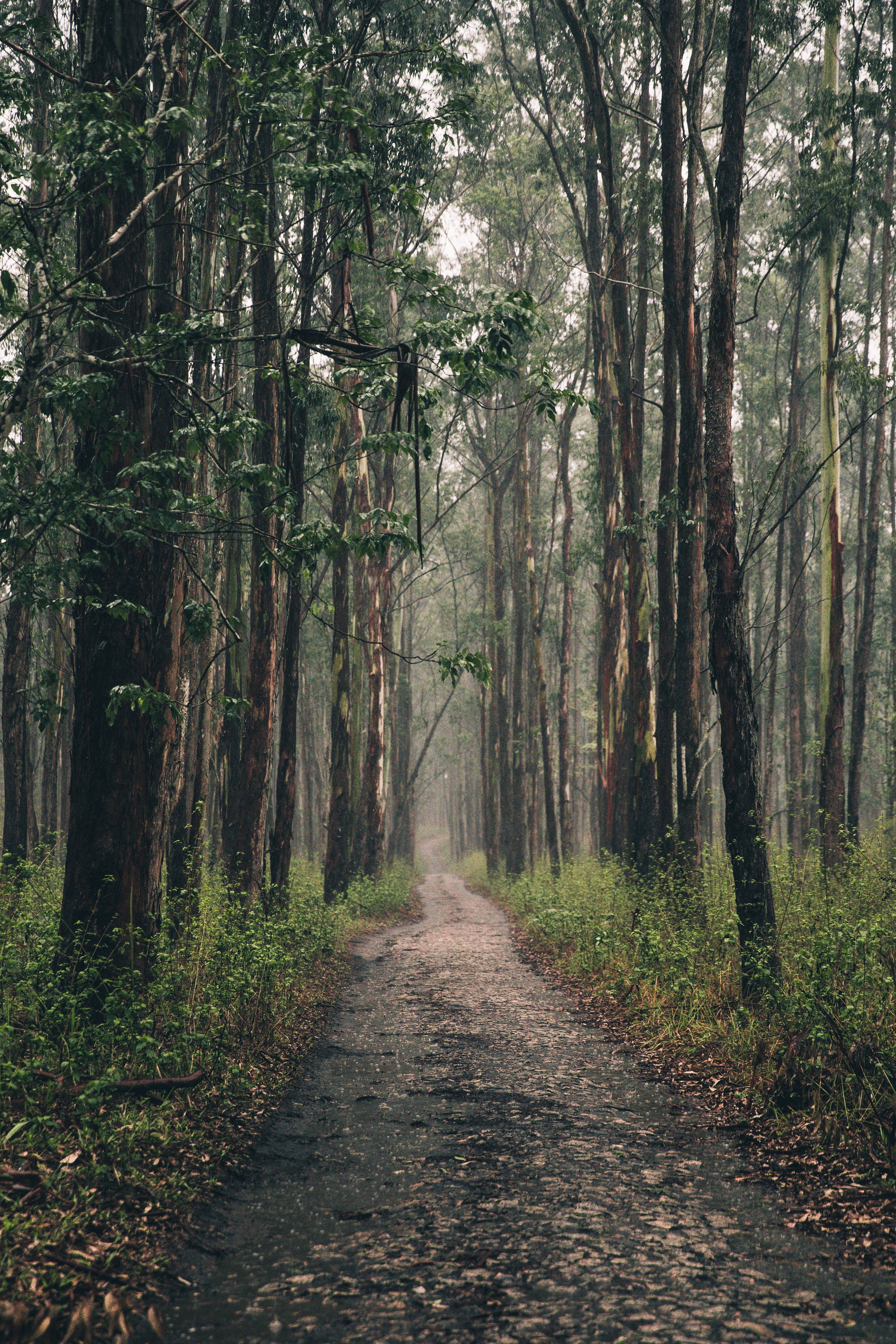 long-forest-path.jpg